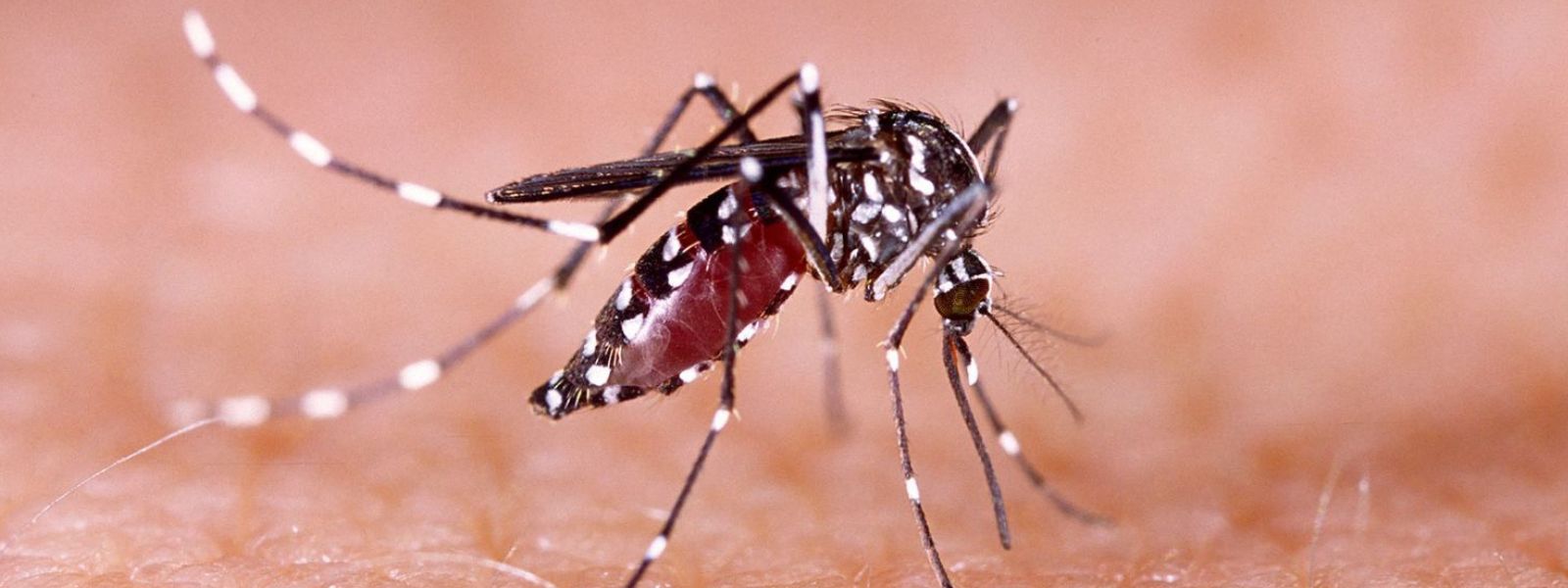 Special Dengue Control Program Launched in Colombo
